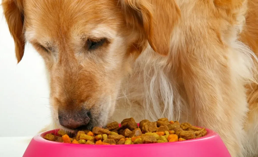 Best Non Prescription Dry Dog Food for Urinary Health